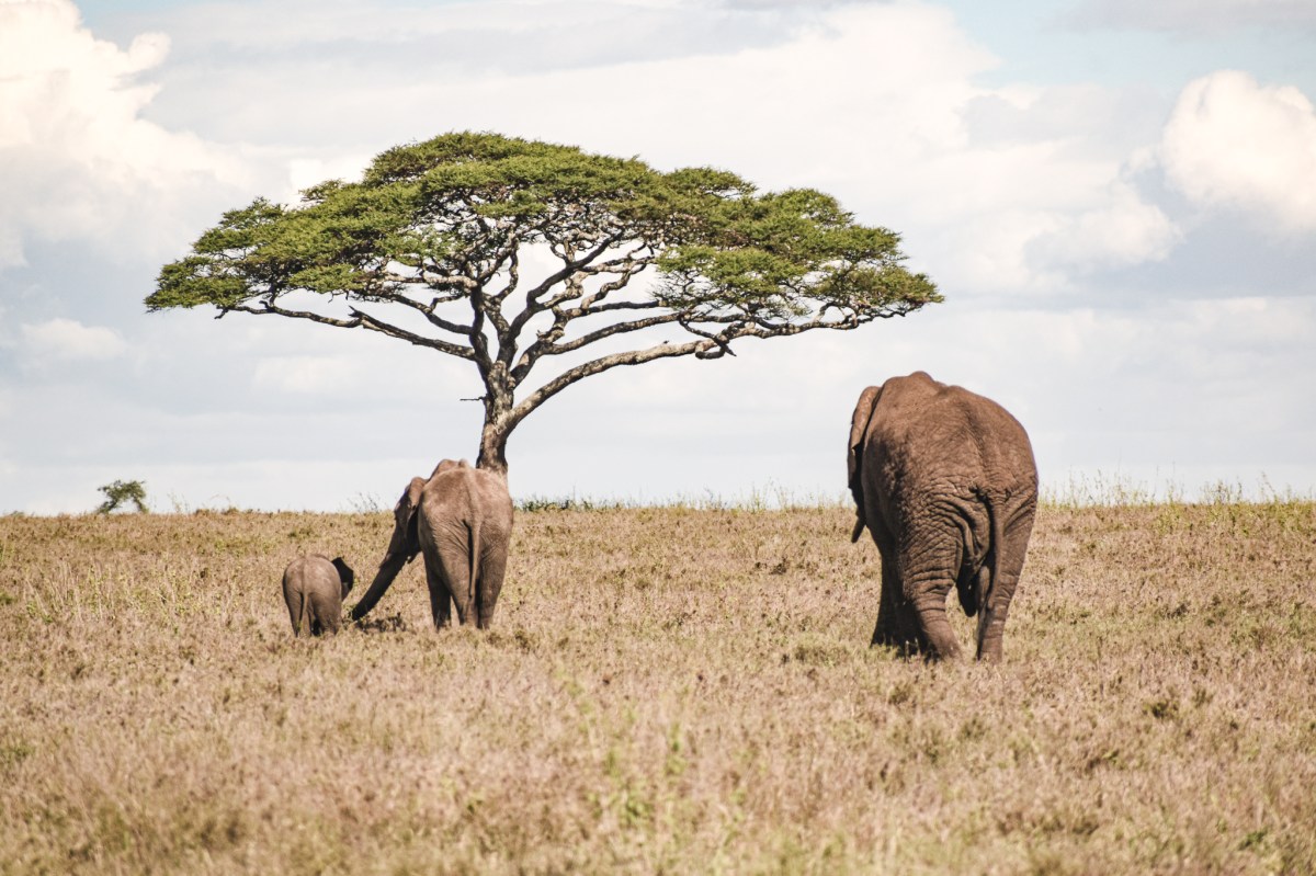 WILDES AFRIKA (TEIL&nbsp;II)